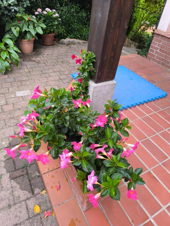 Zahrada ubytování Apartma Sunside