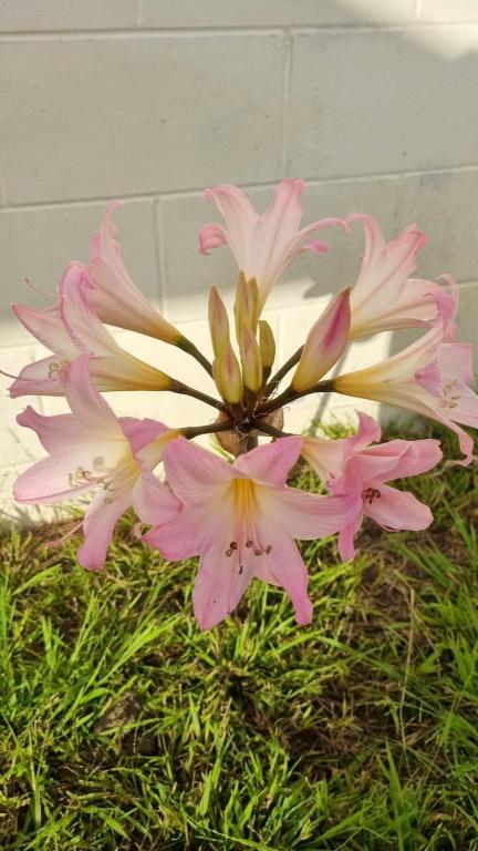 Natural Residence ??? - Resim 15