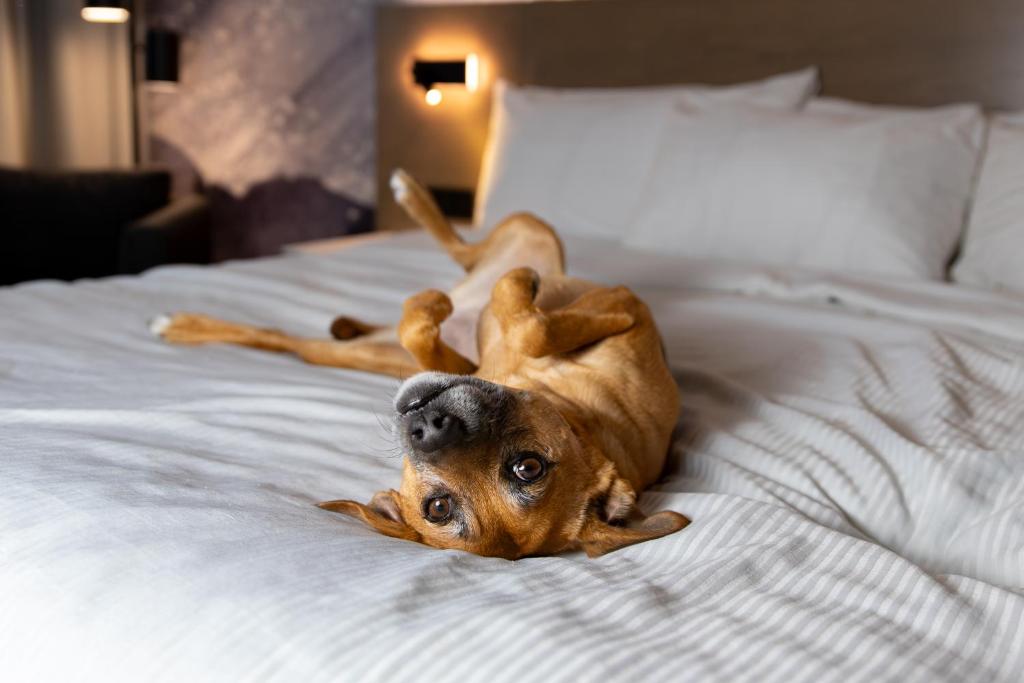 Best Western Plus City Centre Centre-Ville - Resim 34