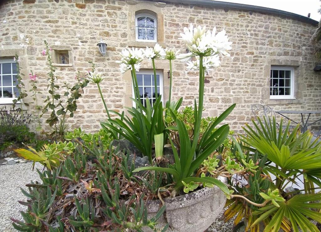 un jardin avec des fleurs blanches en face d'un bâtiment dans l'établissement Gîte La Bourgetterie Fontenay sur Mer, à Fontenay-sur-Mer