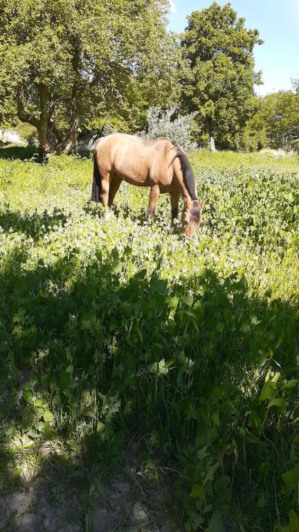 Cabaña La 40 "Relax y descanso en zona de chacras"