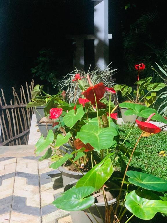 Zahrada ubytování Villa33