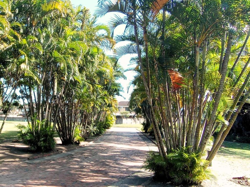 a row of palm trees on a dirt road at Just Property Zululand in Richards Bay