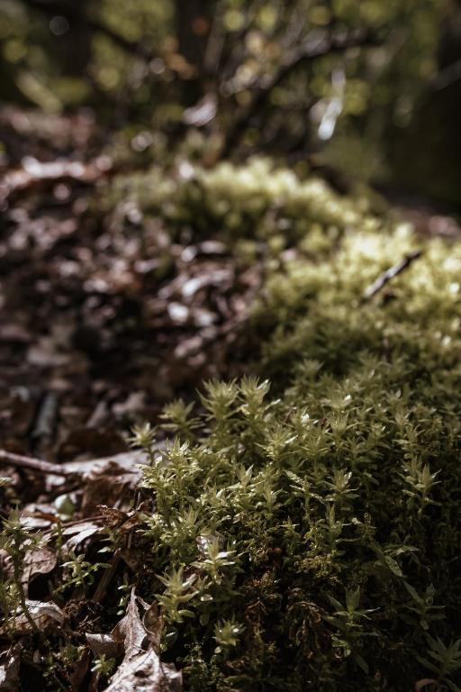 a group of green plants on the ground at APARTMENTS mit PRIVAT SPA - Haus LuKa in Fischbach