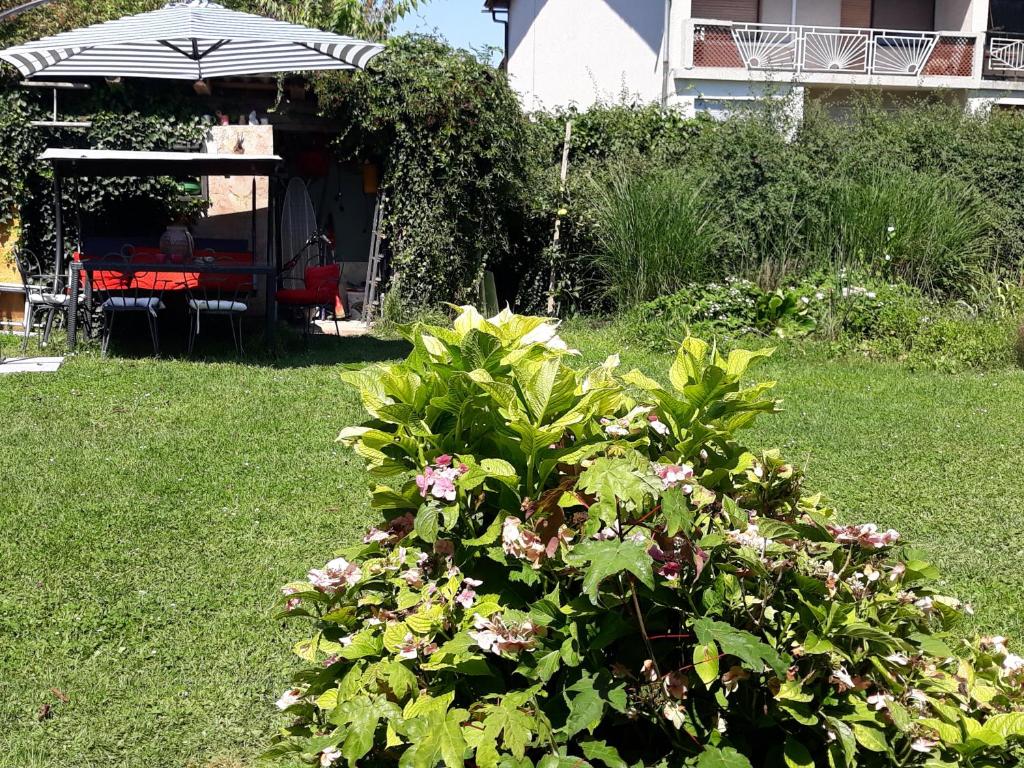 Zahrada ubytování CAMPING under walnut, with your own tent, with shared bathroom