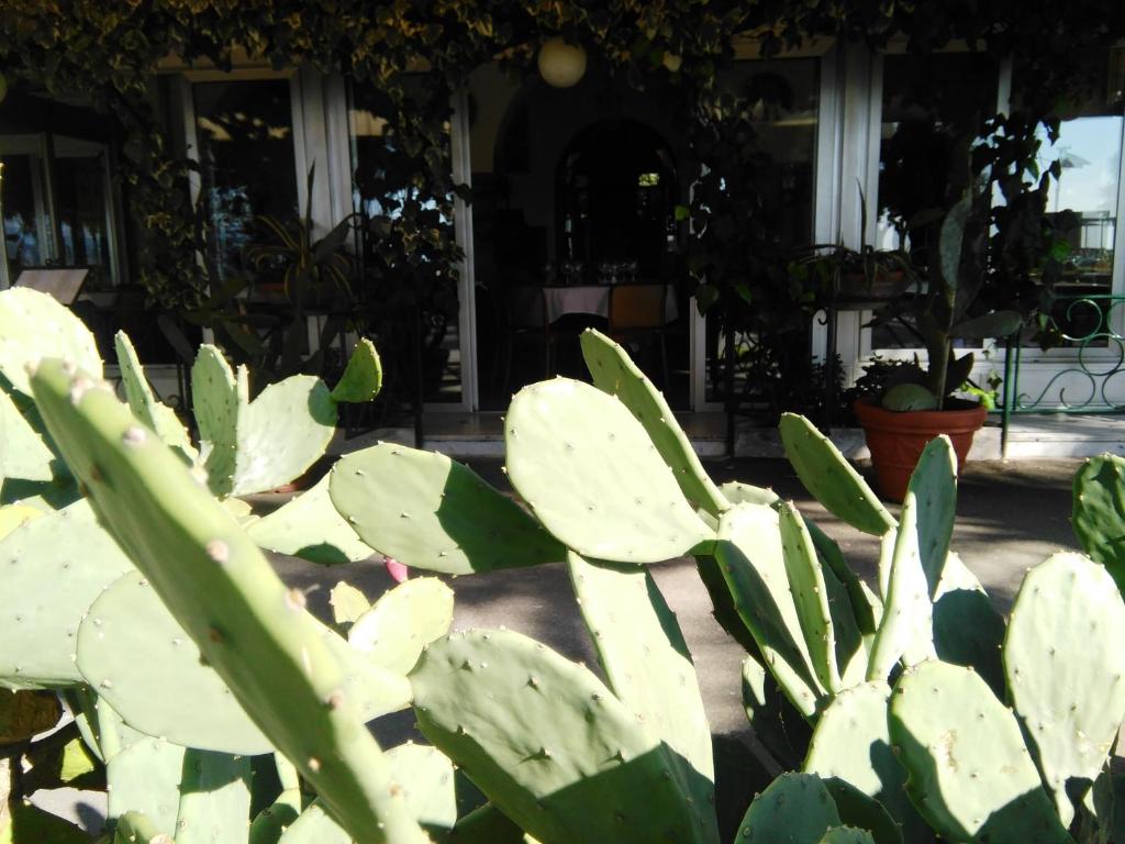 Zahrada ubytování Ristorante Hotel Mira