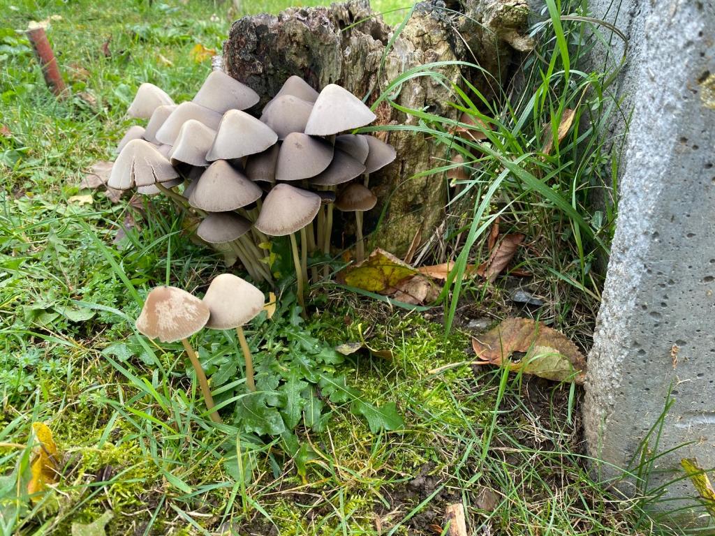 Zahrada ubytování Ferienhaus-Römerthurm