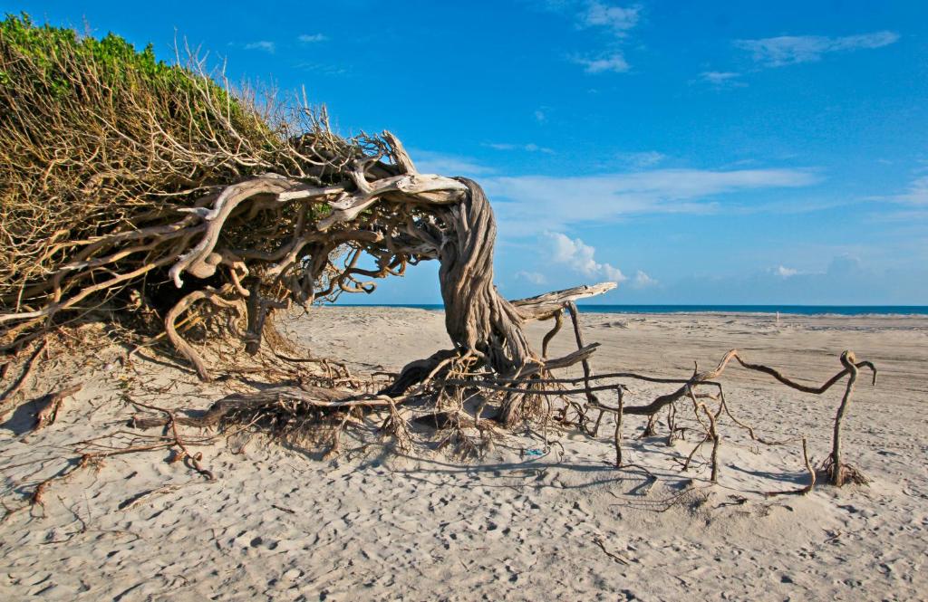 ein entwurzelter Baum an einem Sandstrand in der Nähe des Ozeans in der Unterkunft Casa no PREÁ COM PISCINA ! in Prea