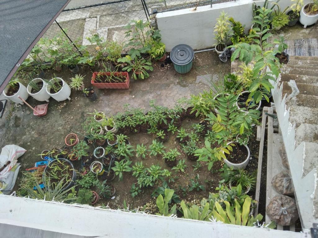 an overhead view of a garden with plants andotics at how to remove this post in Compostela