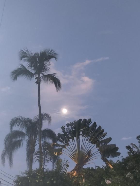 two palm trees with the moon in the sky at Cachanga in Angra dos Reis