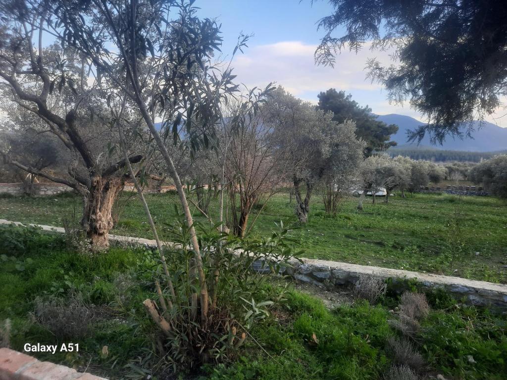 a tree in a field with grass and trees at Ali dede in Kusadası