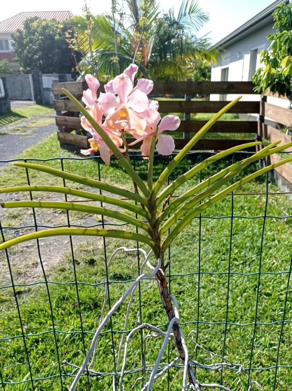 Zahrada ubytování Soleil levant