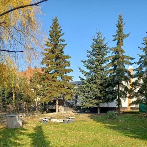 a yard with three pine trees and a house at The Other House, Piliscsaba in Piliscsaba