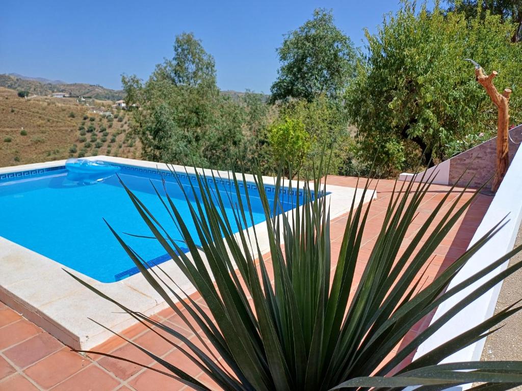 a swimming pool with a palm plant next to it at Casa Wenne - Private Pool with view in Sedella