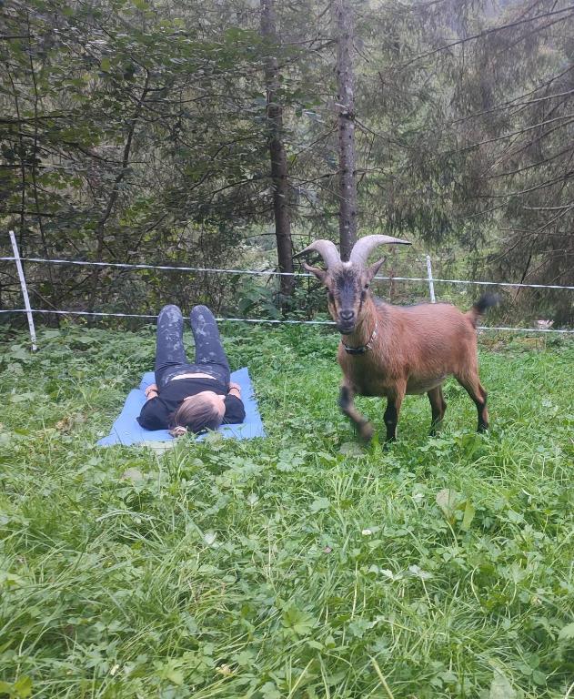 Zvířata v prázdninového domu nebo okolí