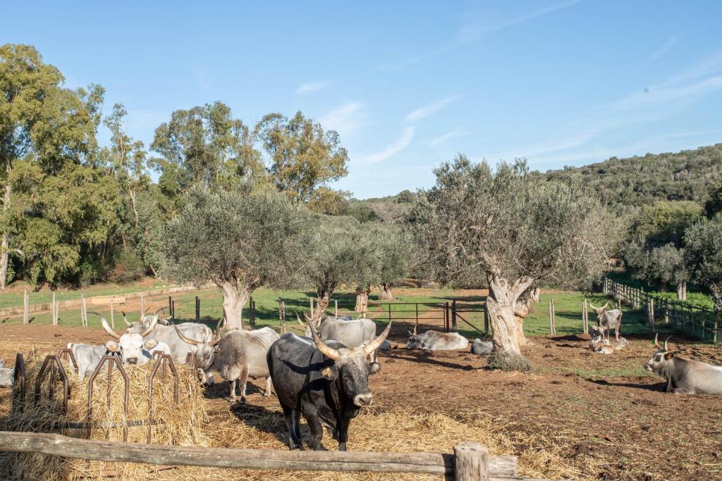 Zvieratá na farme alebo blízkom okolí