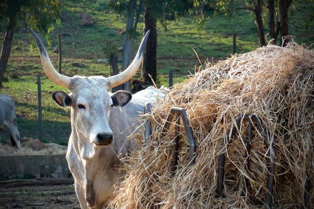 Zvieratá na farme alebo blízkom okolí