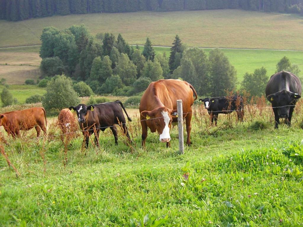 Zvířata v apartmánu nebo okolí