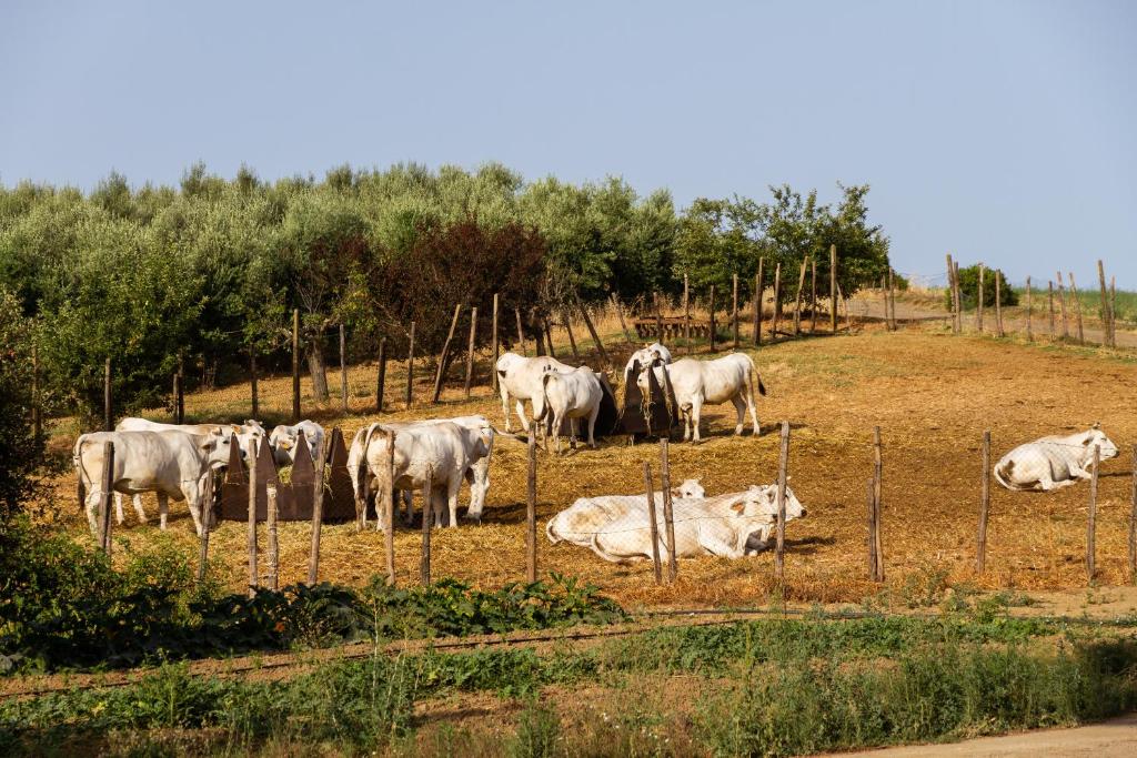 Zwierzęta w gospodarstwie agroturystycznym lub w pobliżu