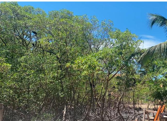 a group of trees with a blue sky in the background at Raizes da Terra - Ponta do Corumbau in Corumbau