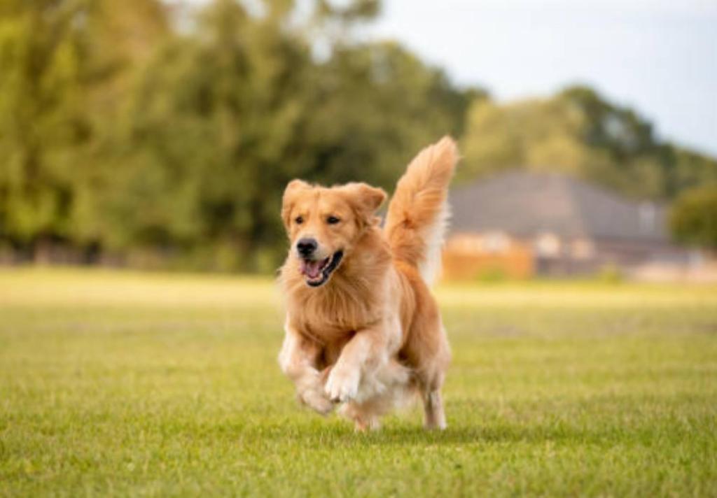 a dog running in the grass in a field at Cardiff-Kujukuri- - Vacation STAY 48755v in Kujukuri