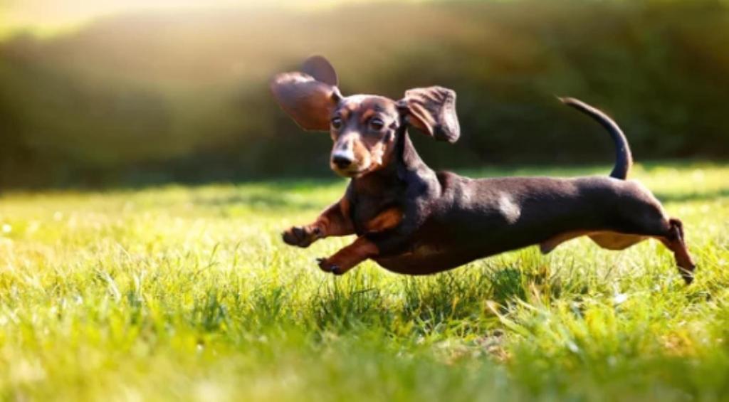 a small dog running in a field of grass at Cardiff-Kujukuri- - Vacation STAY 48763v in Kujukuri