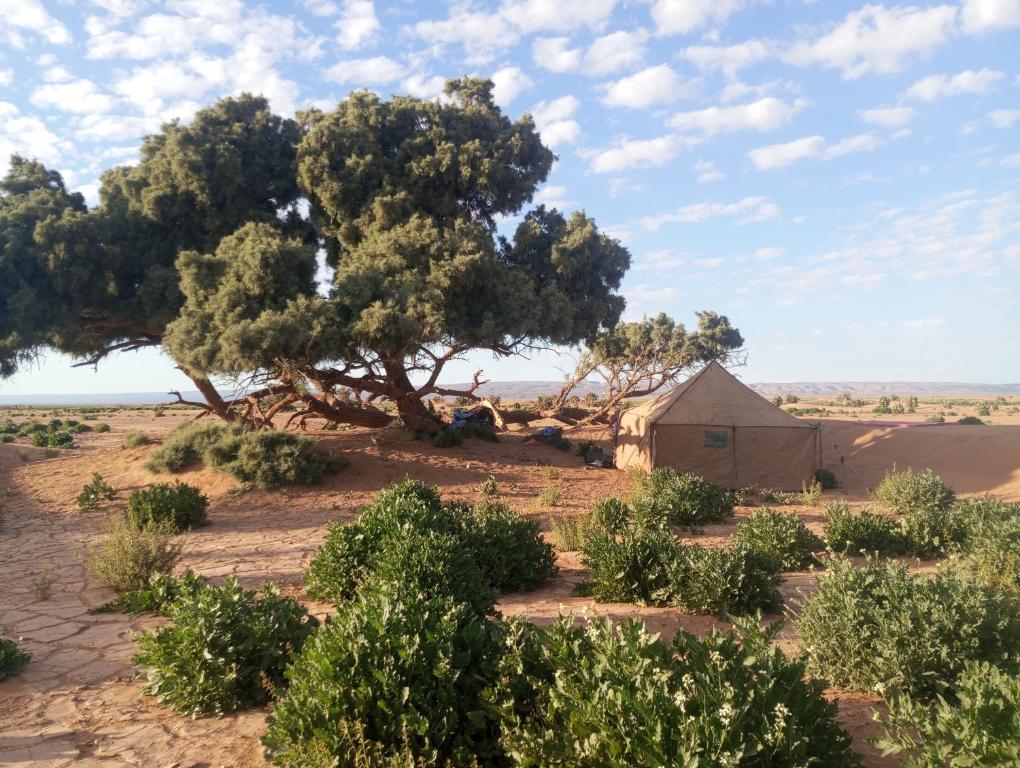 an acacia tree and a shed in the desert at dar Brahim in Mhamid