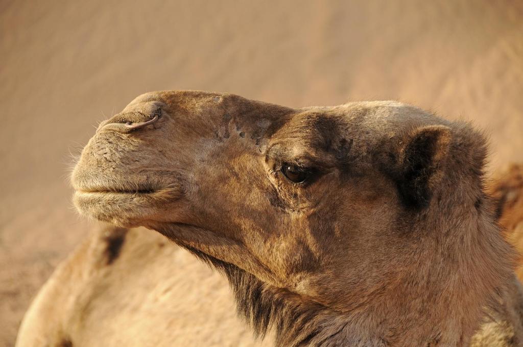 a close up of the head of a camel at dar Brahim in Mhamid