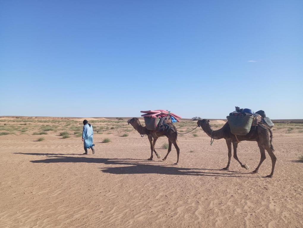 a man walking two camels in the desert at dar Brahim in Mhamid