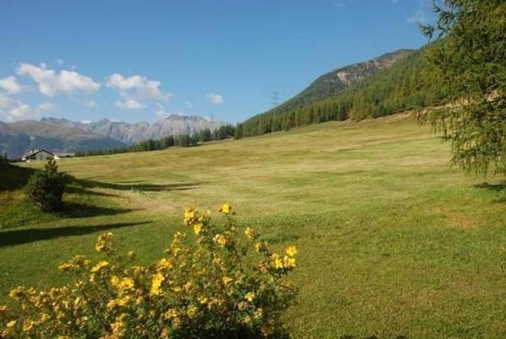 Fotografie z fotogalerie ubytování Chesa Auricula v destinaci Pontresina