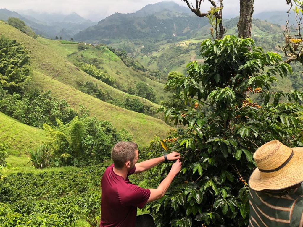 Facet zbiera jagody z drzewa. w obiekcie Coffee Tour, Colombia Aranzazu Caldas- Andean Motmot coffee w mieście Aranzazu