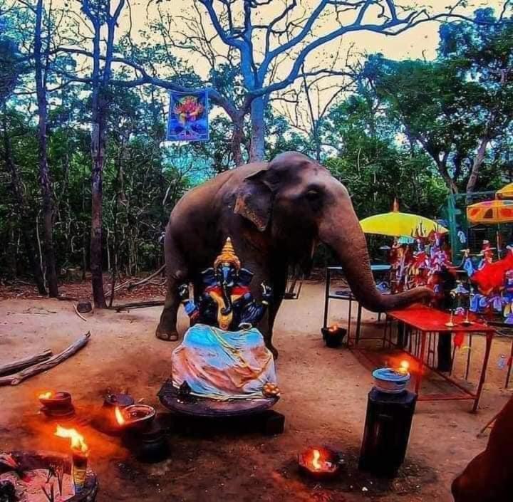 Fotografie z fotogalerie ubytování Thisara Pool Hotel Kataragama & Yala-Kabiliththa Safari v destinaci Kataragama