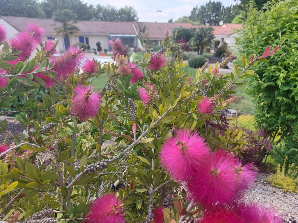 un bouquet de fleurs roses dans un jardin dans l'établissement Lagalerne, à Neuville-du-Poitou