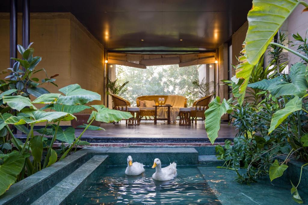 two ducks swimming in a pool in a house at ELIVAAS Hari Bagh 4 BHK Villa with Gaming Zone & Art Nook in Jaipur