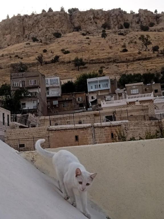 Fotografie z fotogalerie ubytování Rosa house v destinaci Mardin