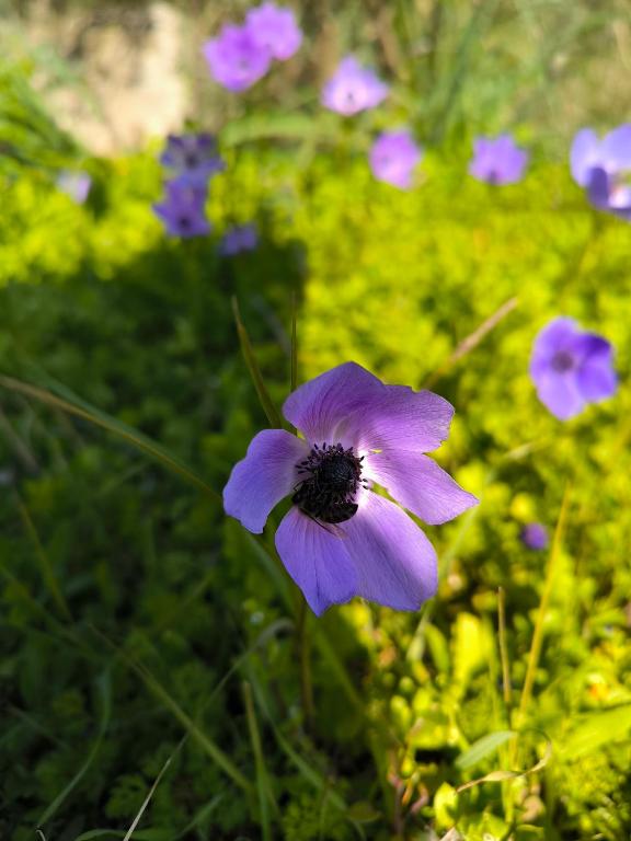 a purple flower in a field of flowers at Litost Cafe in Adrasan