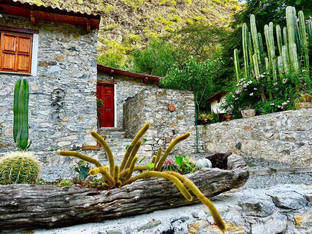 a garden with cacti and plants in front of a building at Cabañas Rincón Metztitlán in Azolzintla
