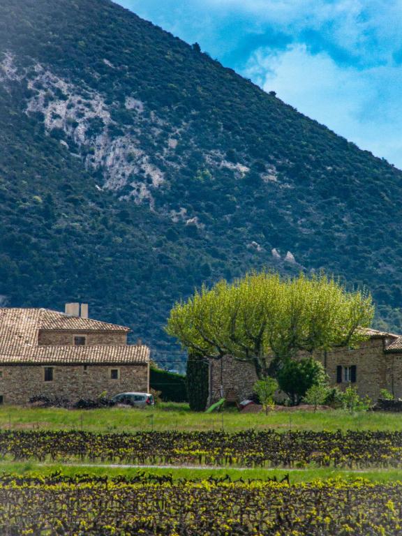une maison et un arbre en face d'une montagne dans l'établissement Gîte Mas de Boulègue, à Saint-Pantaléon-les-Vignes