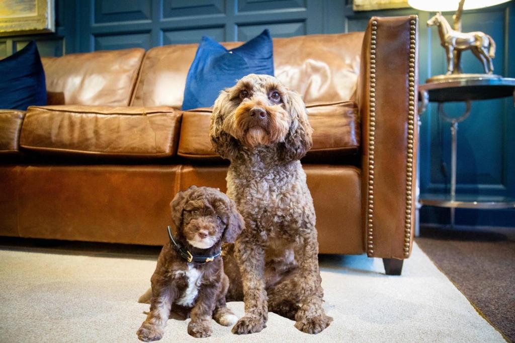 The Hotel Chester - Resim 8