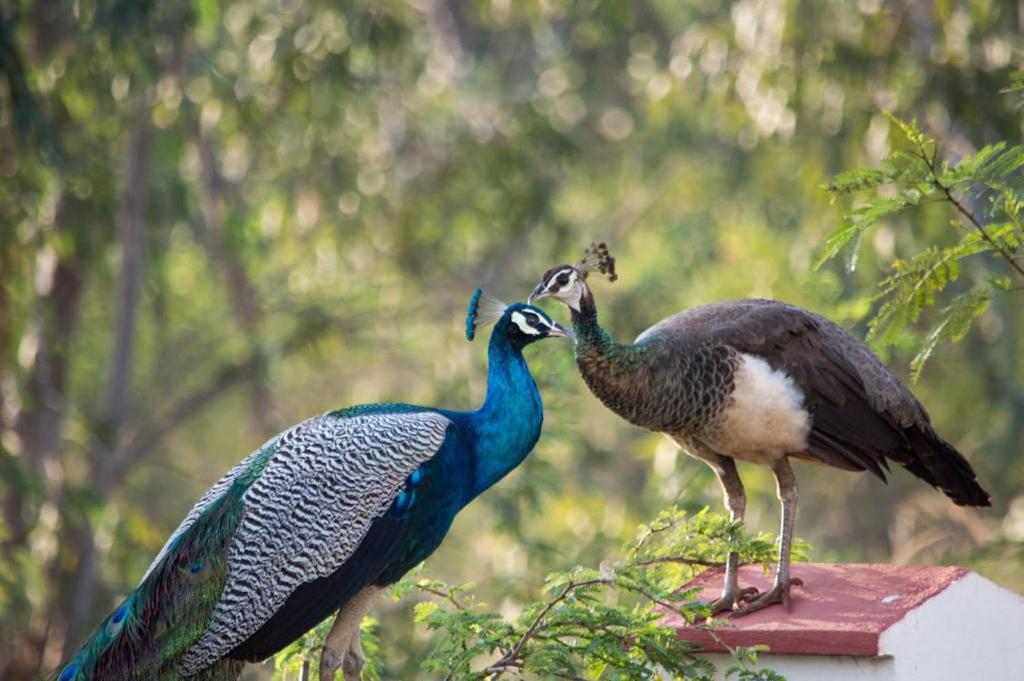 Animales en la habitación en casa particular o alrededores