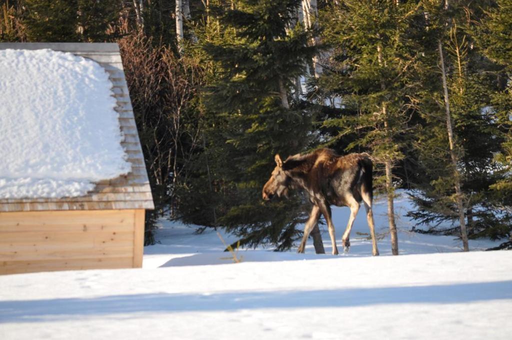 a deer walking in the snow next to a house at The Zzzz Moose Camping Cabins in Birch Plain