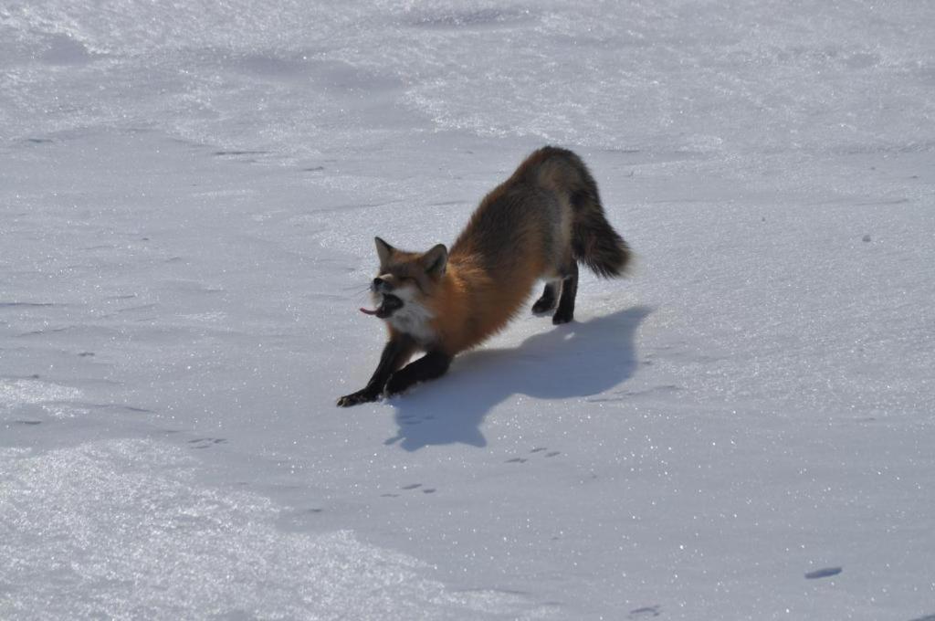 a fox running in the snow at The Zzzz Moose Camping Cabins in Birch Plain