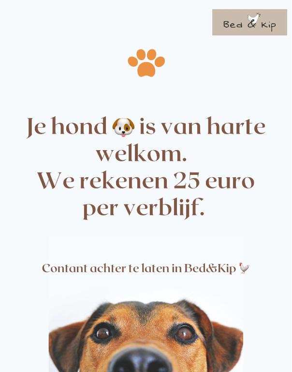 Domácí mazlíčci ubytovaní s hosty v ubytování Bed & Kip De plek voor mens en hond