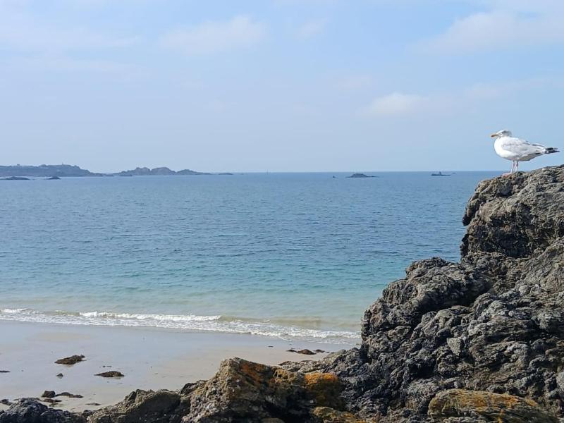 Un oiseau debout sur un rocher près de l'océan dans l'établissement Maison bord de mer 195m2 - 15 personnes, à Saint-Lunaire
