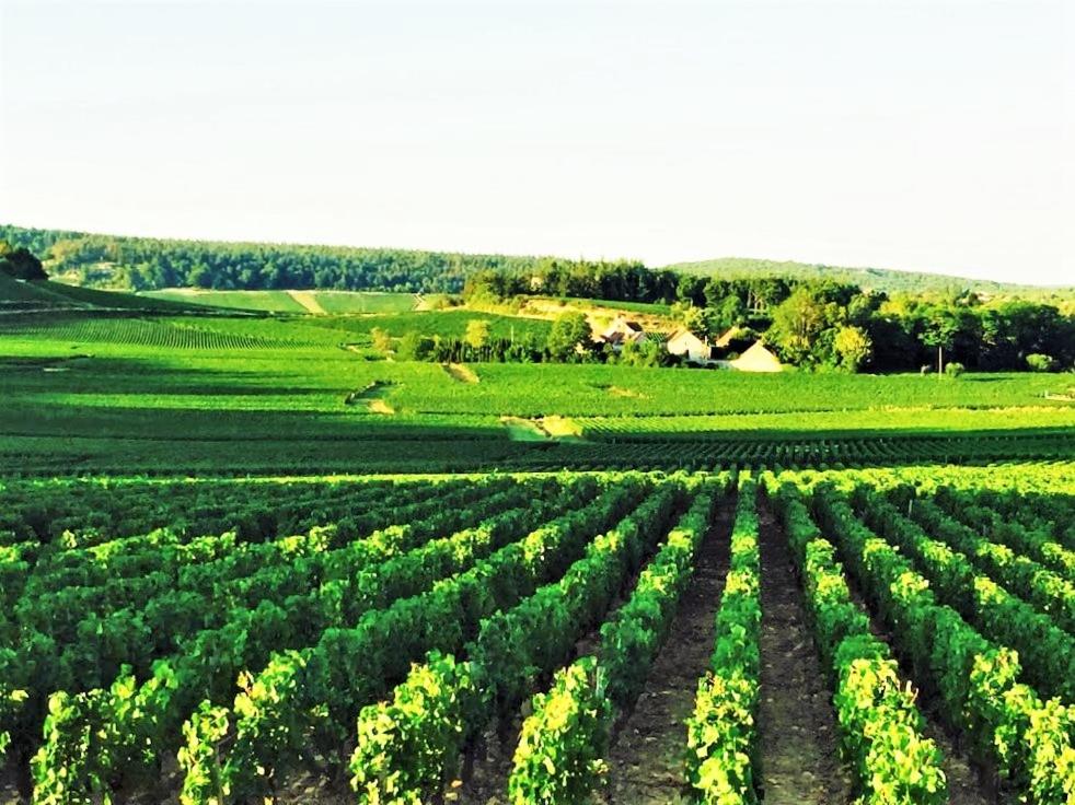 una vista aérea de un campo de cultivos verdes en Domaine Pont Juillet, en Fontaines