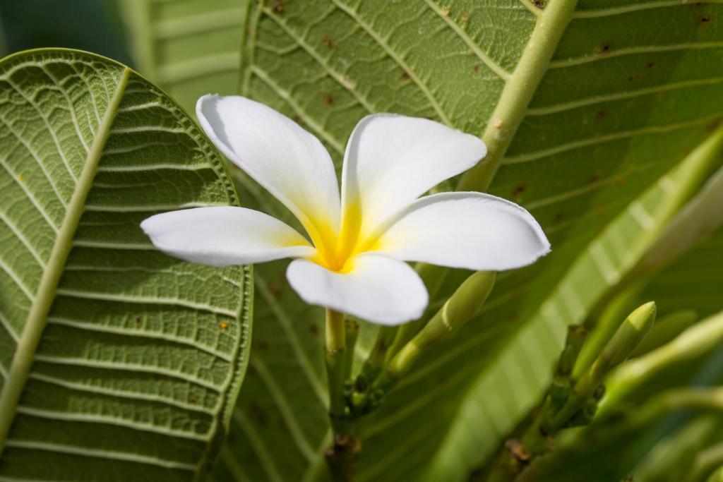 a white flower on a plant with green leaves at Fiji Gateway Hotel in Nadi