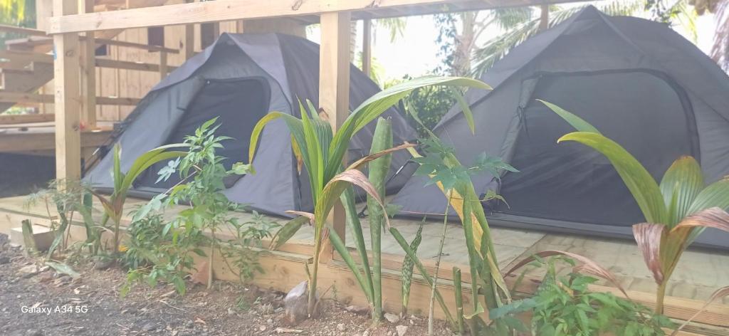 Zahrada ubytování Rooster Run Glamping Camping has rooftop and off the ground Glamping experience for 1 to 16 in a single tent and views of The Rain Forrest and to Culebra across the Atlantic Ocean w Tents, Linens, Deluxe Air Beds, Warm Shower and More at a Great Price