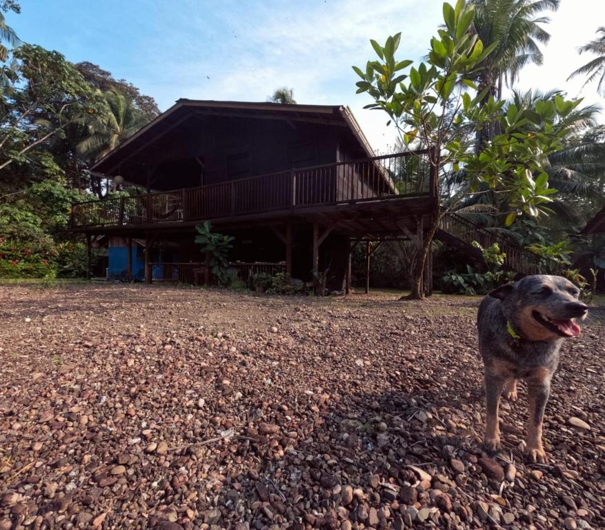 a dog standing in front of a house at Casa Cielito in Nuquí