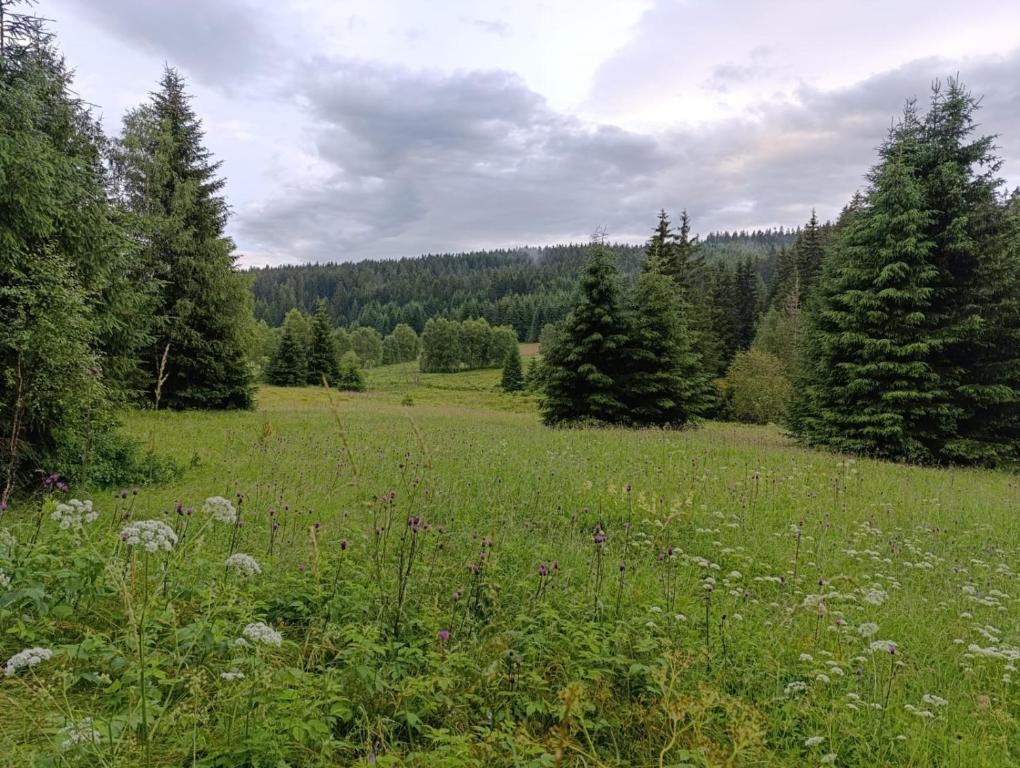 Příroda nedaleko apartmánu