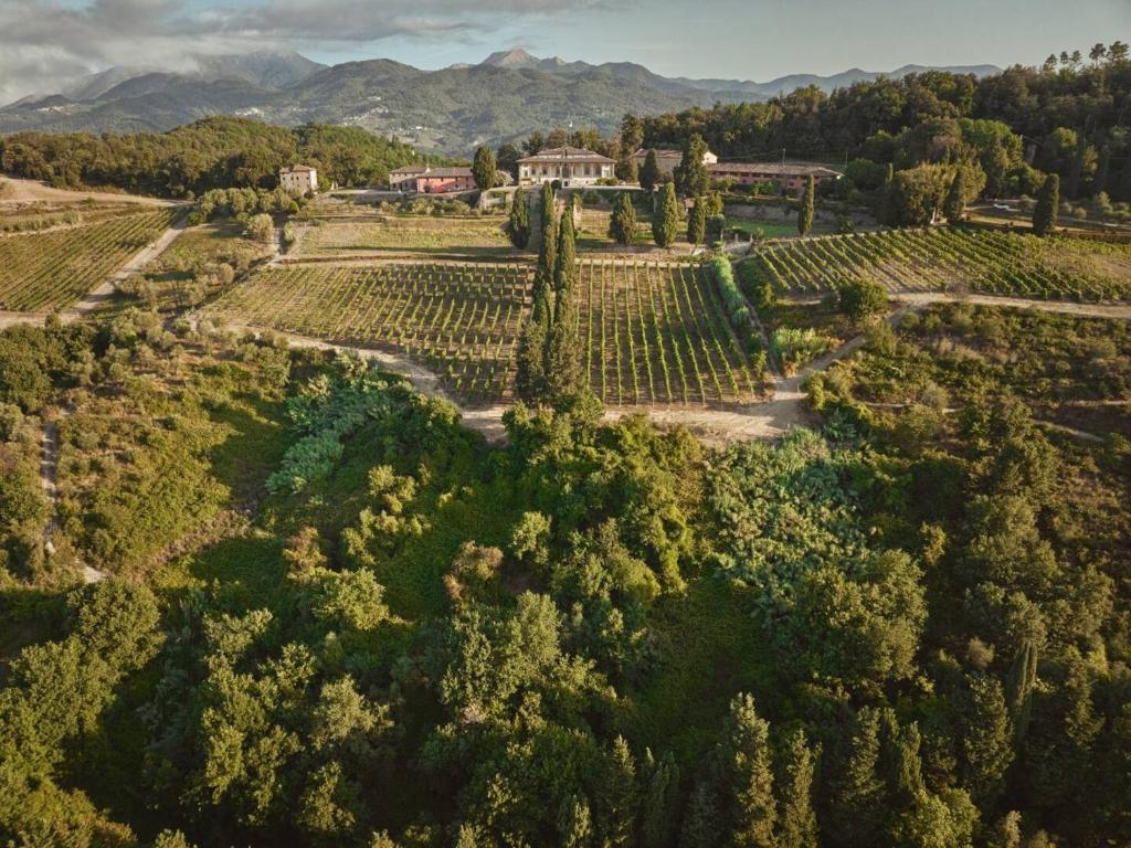 una vista aérea de un viñedo con montañas en el fondo en Casale Toscano a Lucca, en Lucca